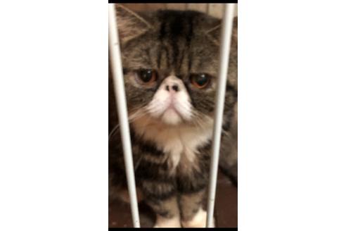 販売中のエキゾチックショートヘアの親猫