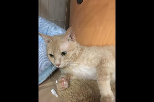 販売中のラパーマの親猫