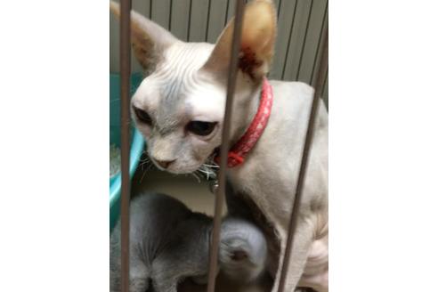 販売中のラパーマの親猫