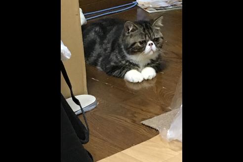販売中のエキゾチックショートヘアの親猫