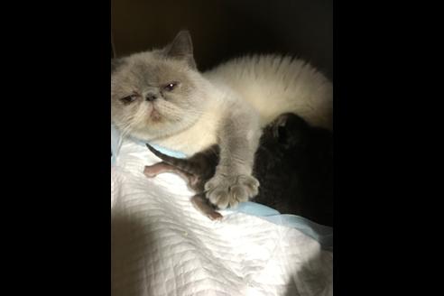 販売中のエキゾチックショートヘアの親猫