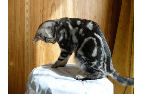 販売中のアメリカンショートヘアの親猫