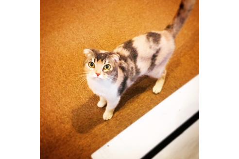 販売中のスコティッシュフォールドの親猫