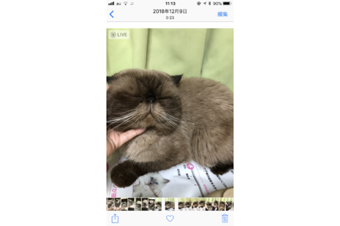 販売中のエキゾチックショートヘアの親猫