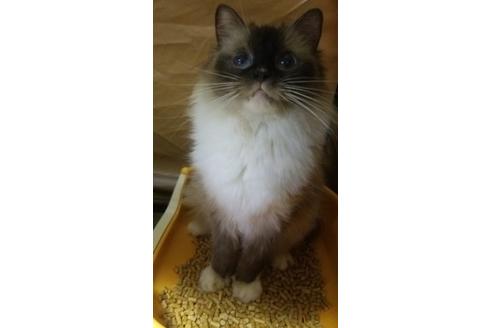 販売中のラグドールの親猫