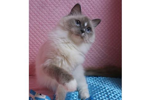販売中のラグドールの親猫