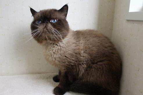 販売中のエキゾチックショートヘアの親猫