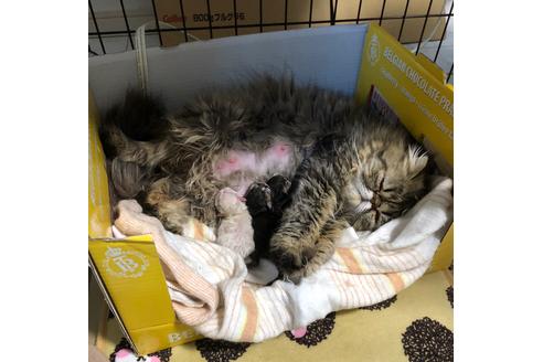 販売中のエキゾチックショートヘアの親猫