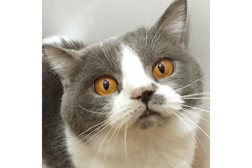 販売中のセルカークレックスの親猫