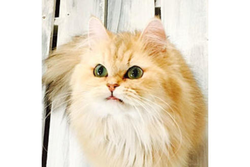 販売中のミヌエットの親猫