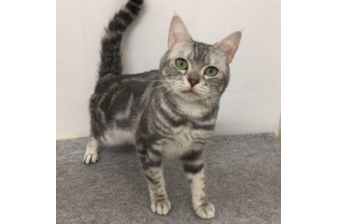 販売中のアメリカンショートヘアの親猫