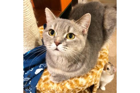 販売中のスコティッシュフォールドの親猫