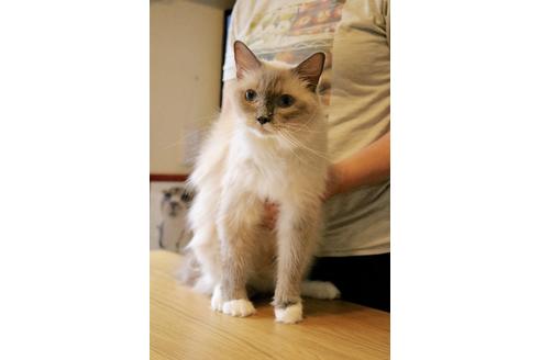 販売中のラグドールの親猫