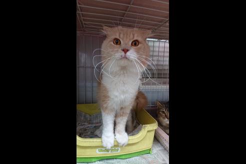 販売中のスコティッシュフォールドの親猫