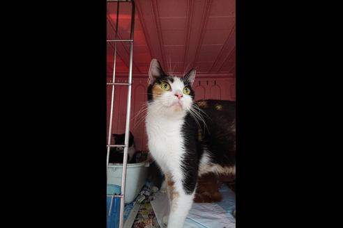 販売中のスコティッシュフォールドの親猫