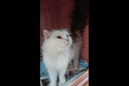 販売中のスコティッシュフォールドの親猫
