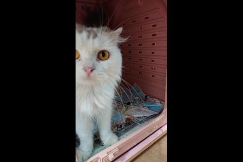 販売中のスコティッシュフォールドの親猫