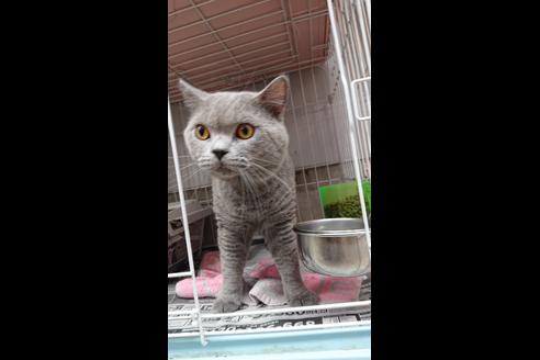販売中のスコティッシュフォールドの親猫