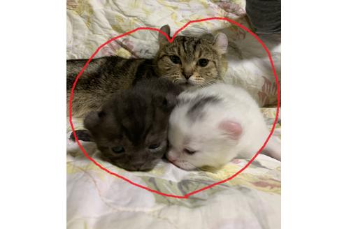 販売中のアメリカンカールの親猫