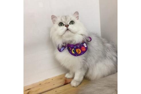 販売中のペルシャ(チンチラ)の親猫