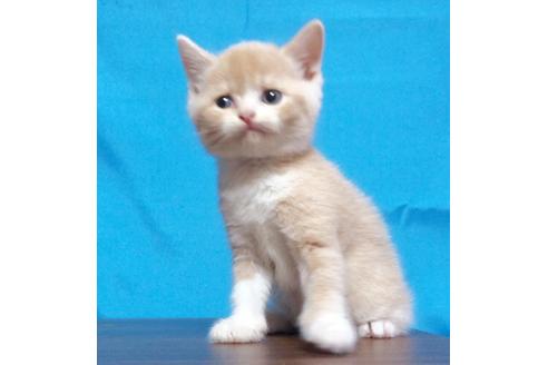 埼玉県のブリティッシュショートヘア 男の子 19 07 04生まれ クリーム ホワイト 子猫id 81 子猫ブリーダーナビ
