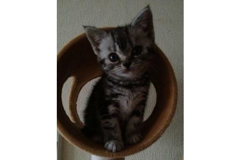広島県の田中奈々美ブリーダー 広島県廿日市市阿品 子猫ブリーダーナビ