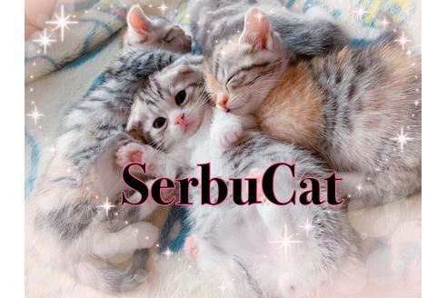鹿児島県のブリーダーを探す 子猫ブリーダーナビ 鹿児島県のブリーダーを探す 子猫ブリーダーナビ