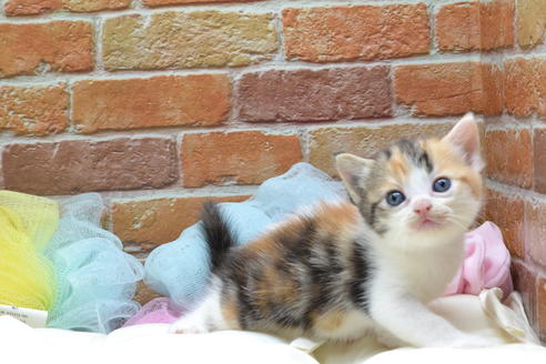 愛知県のスコティッシュフォールド 女の子 19 08 19生まれ ミケ 子猫id 8440 子猫ブリーダーナビ