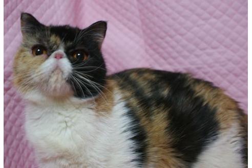販売中のエキゾチックショートヘアの親猫