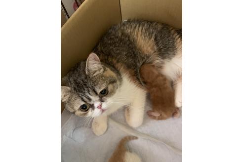 販売中のエキゾチックロングヘアの親猫