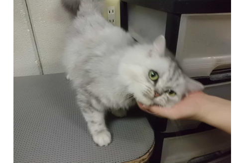 販売中のミックスの親猫