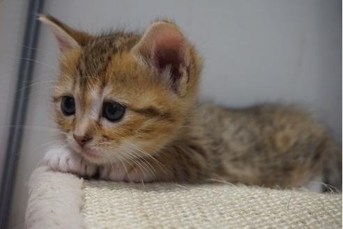初期の ペレット 開始 ペット ブリーダー 猫 kibimaruton jp