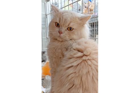 販売中のスコティッシュフォールドの親猫