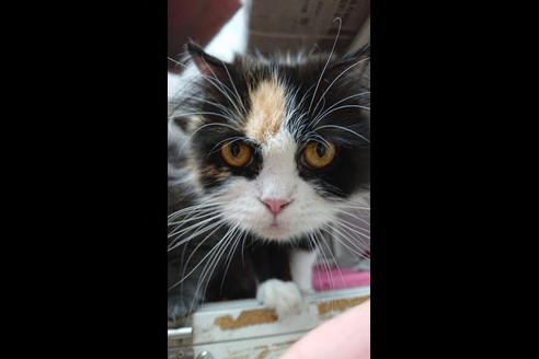 販売中のスコティッシュフォールドの親猫