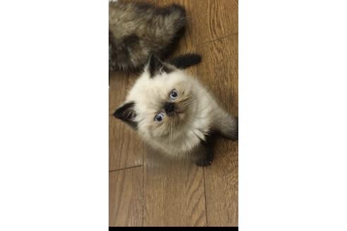 販売中のエキゾチックショートヘアの親猫