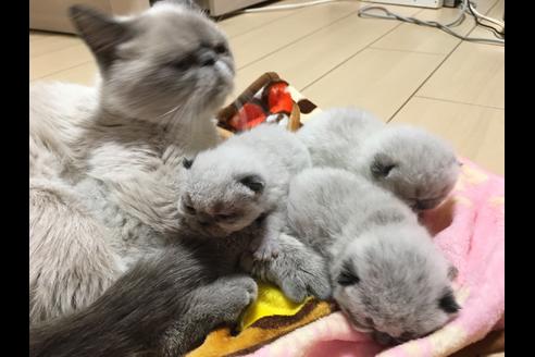 販売中のエキゾチックショートヘアの親猫
