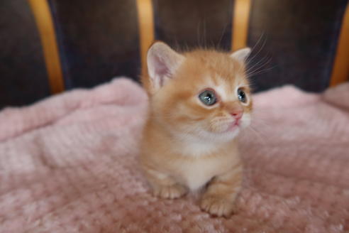 荒尾智子ブリーダーの詳細の1枚目