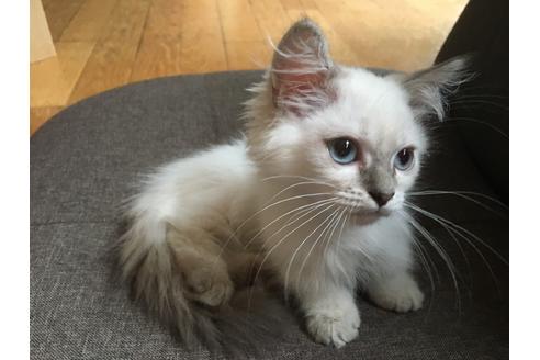 荒尾智子ブリーダーの詳細