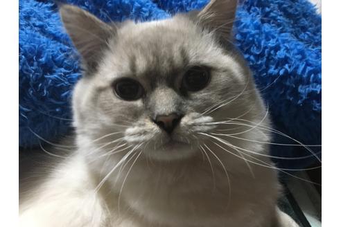 荒尾智子ブリーダーの詳細