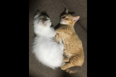 荒尾智子ブリーダーの詳細