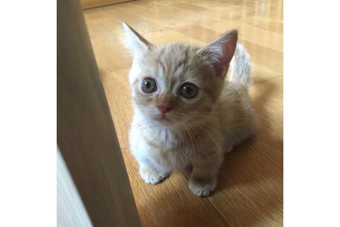 荒尾智子ブリーダーの詳細