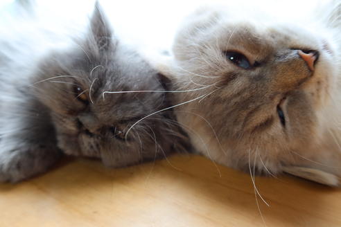 荒尾智子ブリーダーの詳細