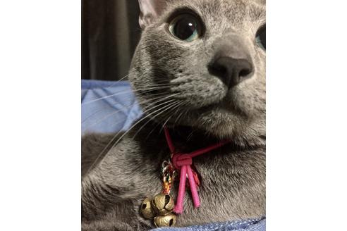 販売中のロシアンブルーの親猫