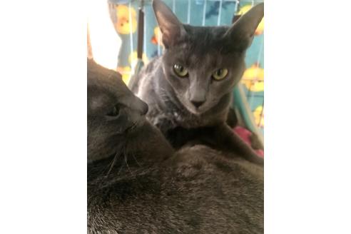 販売中のロシアンブルーの親猫