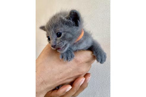 ロシアンブルーの子猫を探す（20ページ目）｜子猫ブリーダーナビ