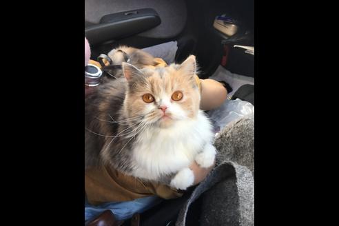 販売中のエキゾチックショートヘアの親猫