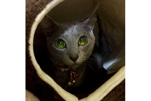 販売中のロシアンブルーの親猫