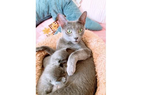 販売中のロシアンブルーの親猫