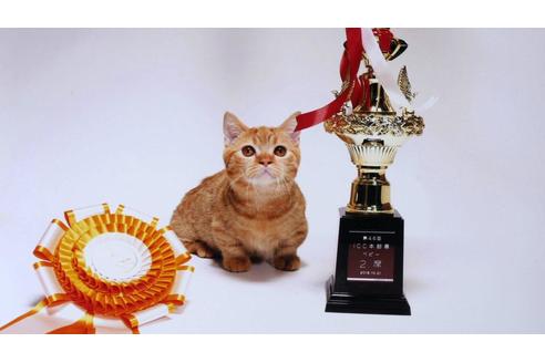 販売中のマンチカンの親猫