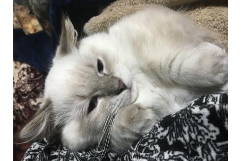 販売中のマンチカンの親猫